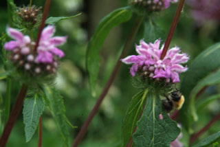 Phlomis tuberosaBrandkruid bestellen